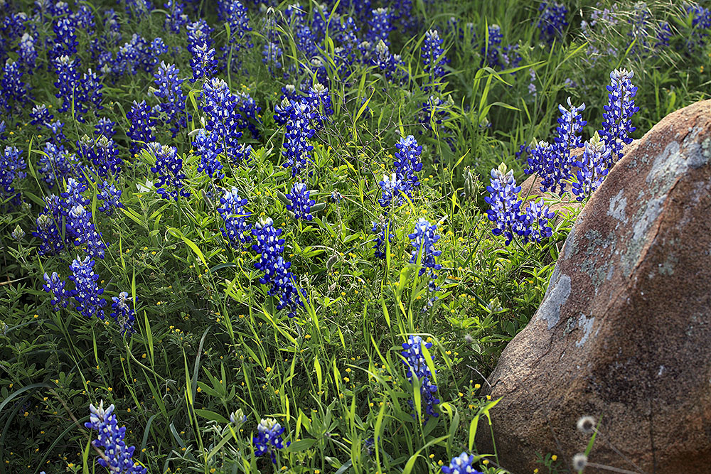 Bluebonnets Gillespie County_160407_6600