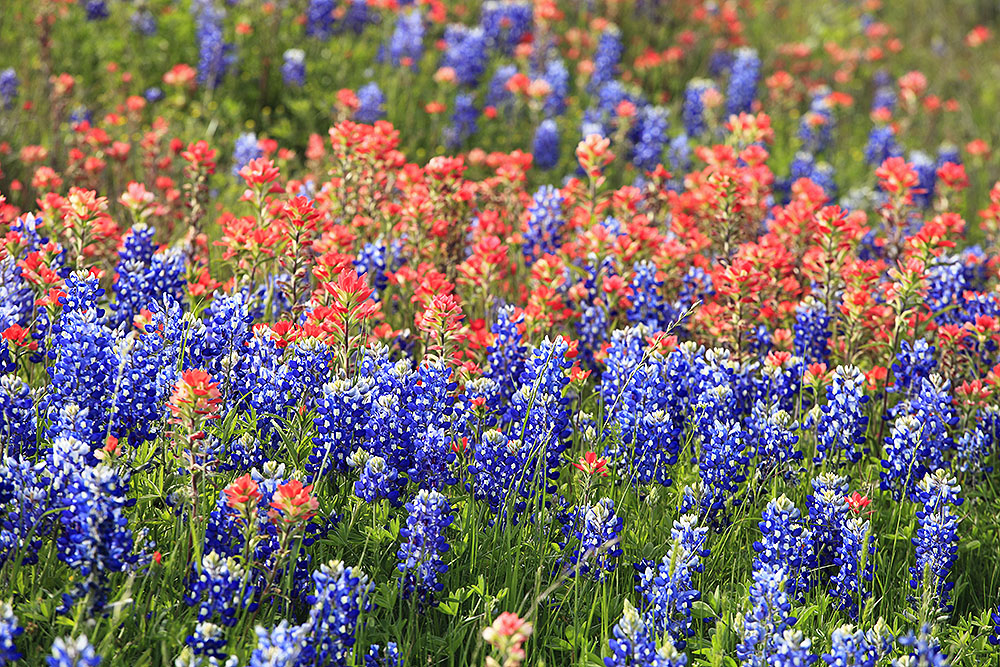 Wildflowers Gillespie County_160407_6621