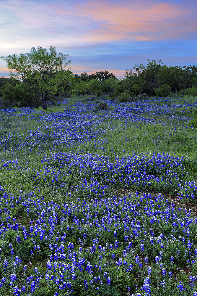 Bluebonnets Llano County_160407_6762
